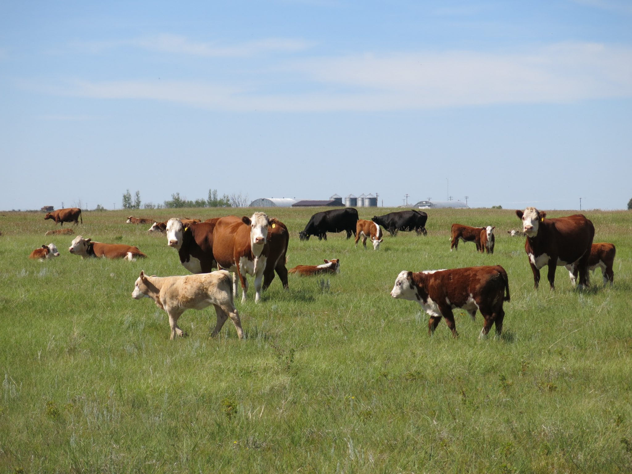 Plant diversity on Alberta rangelands is minimally affected by